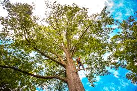 Best Root Management and Removal  in Lake Caroline, VA