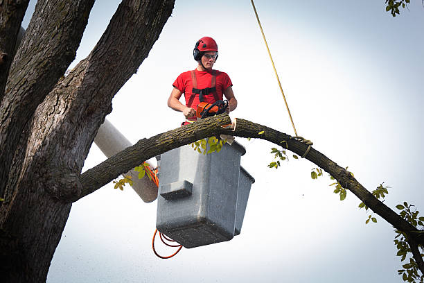 Tree and Shrub Care in Lake Caroline, VA